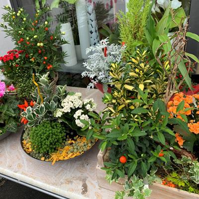 Coupes de plantes à partir de <strong>35€</STRONG>